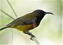 sunbird with greenish-brown upperparts, yellow and red underparts, and black throat