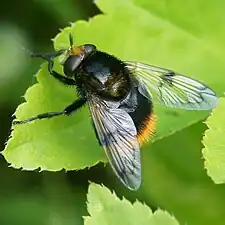 Volucella bombylans var. bombylans female