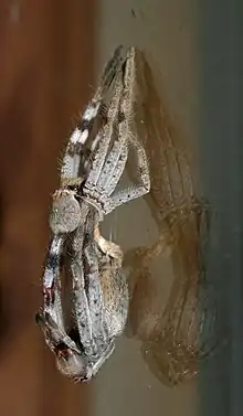 Isopeda villosa discarding its old exoskeleton (2 of 4)