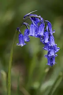 English bluebell