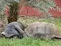 Hyd Zoo - Two Tortoises