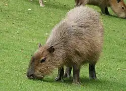 capybara