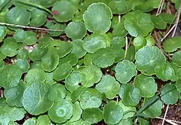 Marsh pennywort