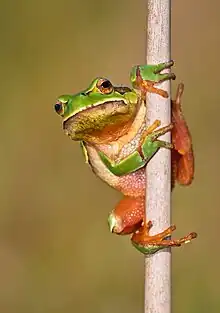 Formerly included in the European tree frog, the form molleri is now recognized as its own species, the Iberian tree frog