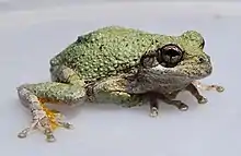 A light green frog