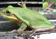 A bright green frog