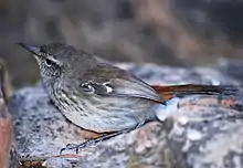 Shy heathwren (Hylacola cauta)