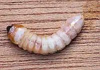 Larva