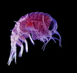 Many crustaceans are very small, like this tiny amphipod, and make up a significant part of the ocean's zooplankton.