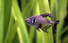 Male black phantom tetra in an aquarium