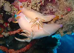 Two Hypselodoris bullockii of different sizes