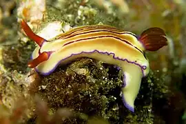 Hypselodoris emma