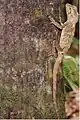 A small southern angle-headed dragon on a cabbage tree palm, near Forster, Australia