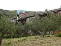 Olive trees near the monastery