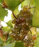 White grapes in Douro Valley