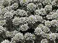 White flower clusters