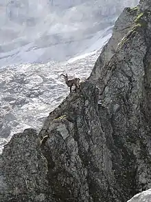 Image 51Ibex in an alpine habitat (from Habitat)