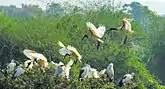 Ibis landing on a tree, India