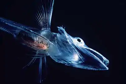 Image 76Fish of the Notothenioidei suborder, such as this young icefish, are mostly restricted to the Antarctic and Subantarctic. (from Southern Ocean)