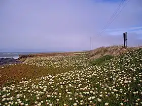 Iceplant refugees along the California Coast