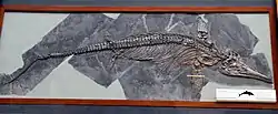 Skeleton of an icthyosaur in side view