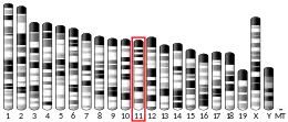 Chromosome 11 (mouse)