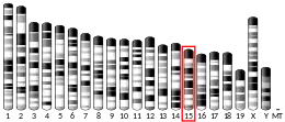 Chromosome 15 (mouse)