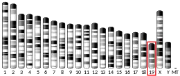 Chromosome 19 (mouse)