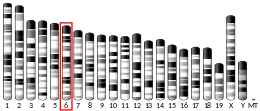 Chromosome 6 (mouse)