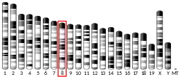 Chromosome 8 (mouse)