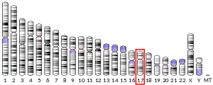 Chromosome 17 (human)