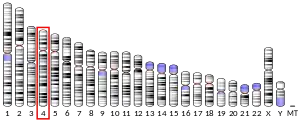 Chromosome 4 (human)