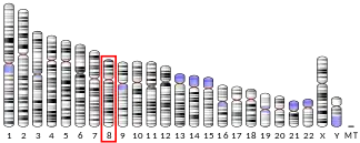 Chromosome 8 (human)