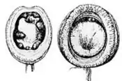 Oral view of arm suckers