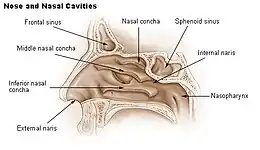 Nose and nasal cavities