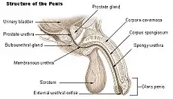 Structure of the penis.