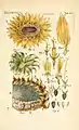 Helianthus annuus from  Illustratio systematis sexualis Linnaeani