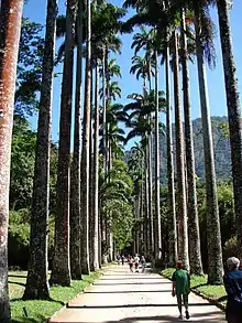 A palm tree avenue (landscape allée) of Roystonea oleracea palms.