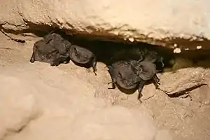 Approximately seven bats are visible clustered together in an indentation in the cave ceiling.