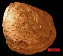 Inoceramus, an ancient bivalve from the Cretaceous of South Dakota.