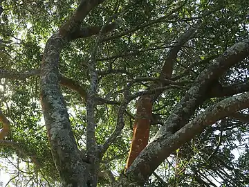 Growing at Bass Point, Australia