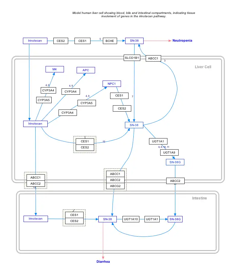 IrinotecanPathway_WP46359