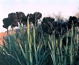 Iris atropurpurea, a dark flowered, bearded Oncocyclus iris