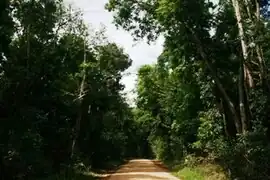 Iron Range National Park, Cape York, Australia