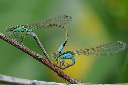 Mating pair