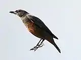 Male, autumn, Wakayama Prefecture, Japan