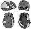 Iwo Eleru skull. Four views