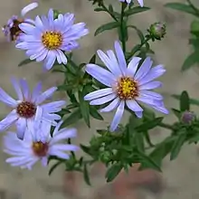 S. lentum photo taken 17 September 2015, Regional Parks Botanic Garden located in Tilden Regional Park near Berkeley, California, US.