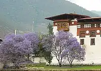 Jacaranda trees in Bhutan