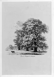 Jacob George Strutt, Elms at Mongewell, Oxfordshire [1830] (U. minor 'Atinia')